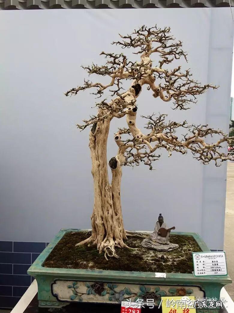 九里香对风水的影响 九里香的风水作用