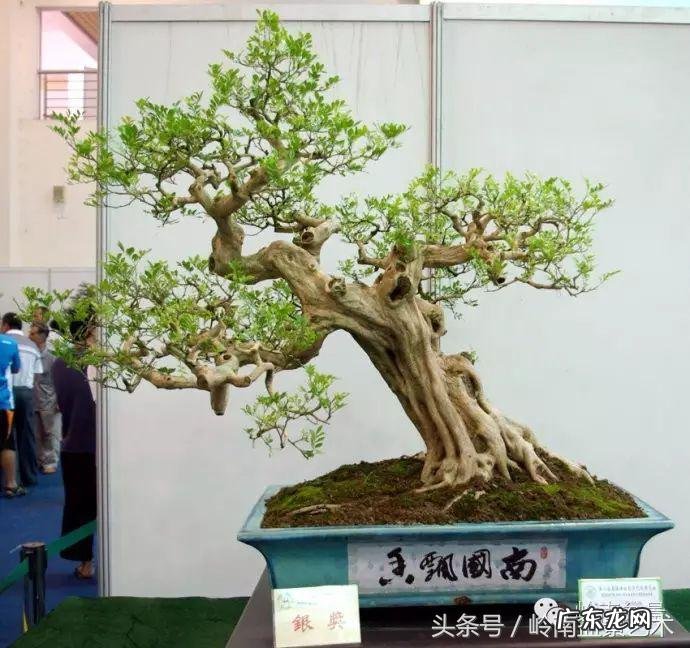 九里香对风水的影响 九里香的风水作用