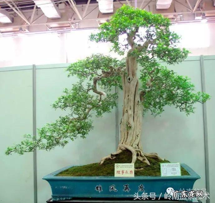 九里香对风水的影响 九里香的风水作用