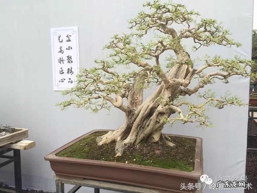 九里香对风水的影响 九里香的风水作用