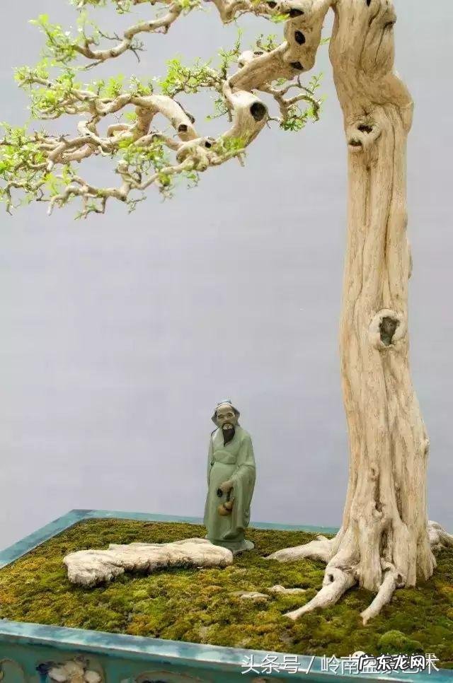 九里香对风水的影响 九里香的风水作用