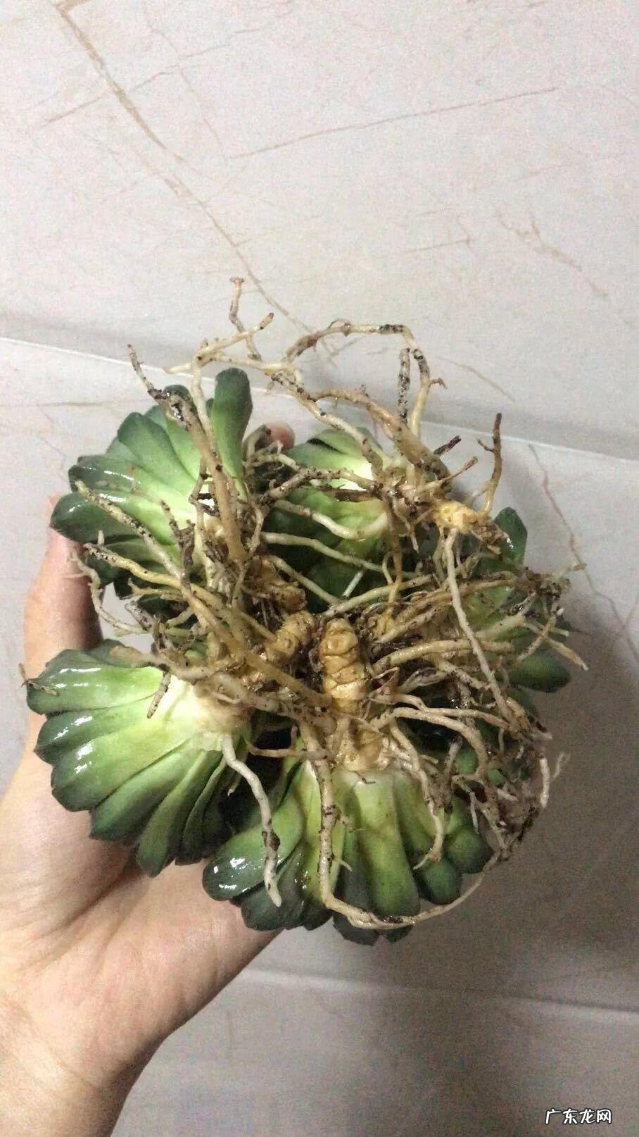 水缸倒扣在风水上有什么说法 水缸倒扣在风水上有什么说法?