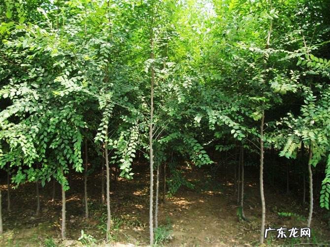 门前栽榆树风水好不好 房后种榆树风水好吗