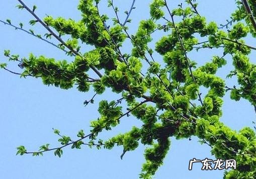 门前栽榆树风水好不好 房后种榆树风水好吗