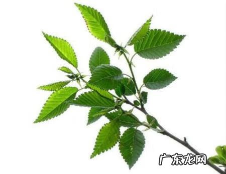 门前栽榆树风水好不好 房后种榆树风水好吗