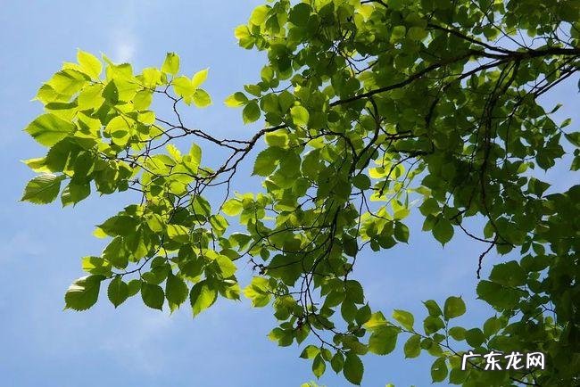 门前栽榆树风水好不好 房后种榆树风水好吗