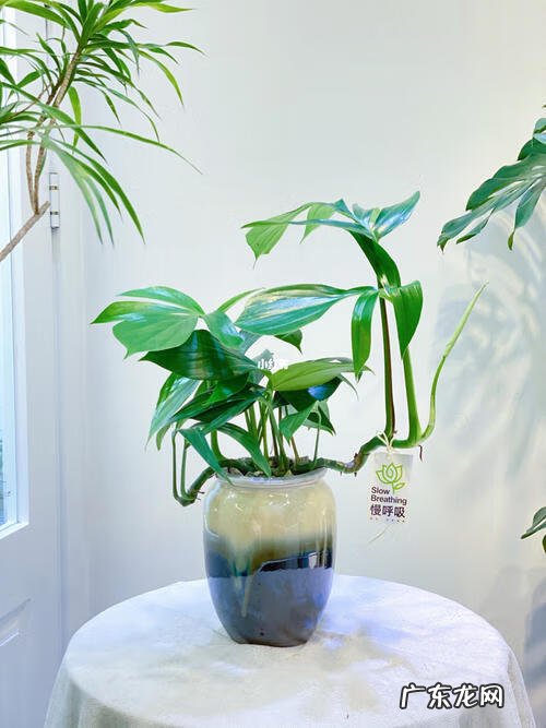 水养植物的风水讲究 家里养什么水生植物风水好