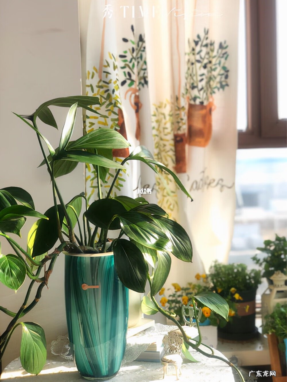 水养植物的风水讲究 家里养什么水生植物风水好