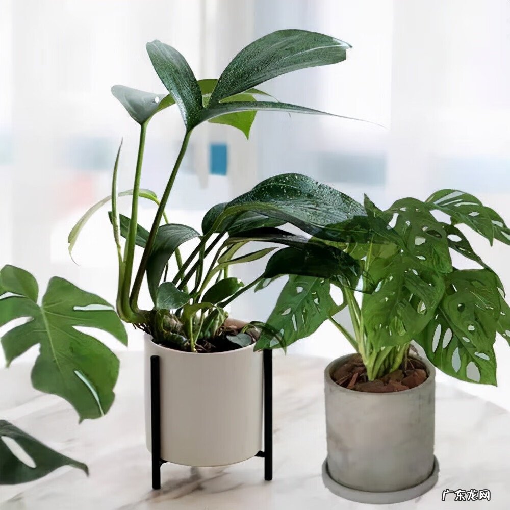 水养植物的风水讲究 家里养什么水生植物风水好