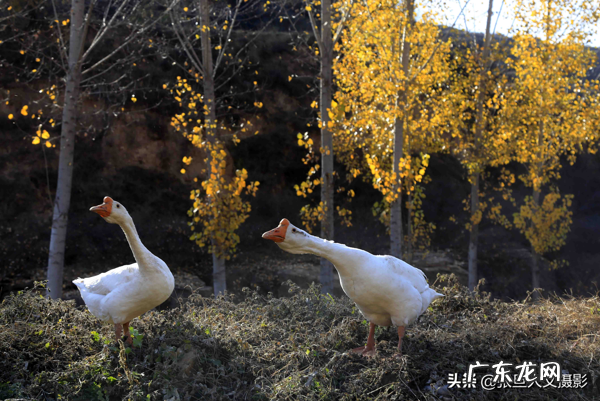 窝形风水点位 山窝里的房子风水好吗