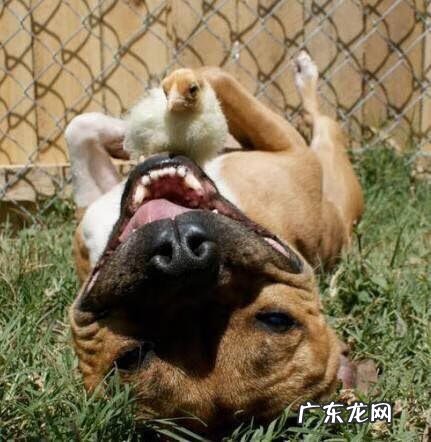 风水龙形地占什么位置 风水龙虎相争之地好吗