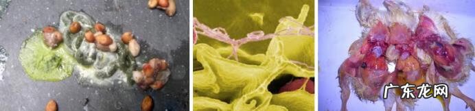 沙门氏菌是什么病 肠炎沙门氏菌感染