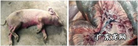 沙门氏菌是什么病 肠炎沙门氏菌感染