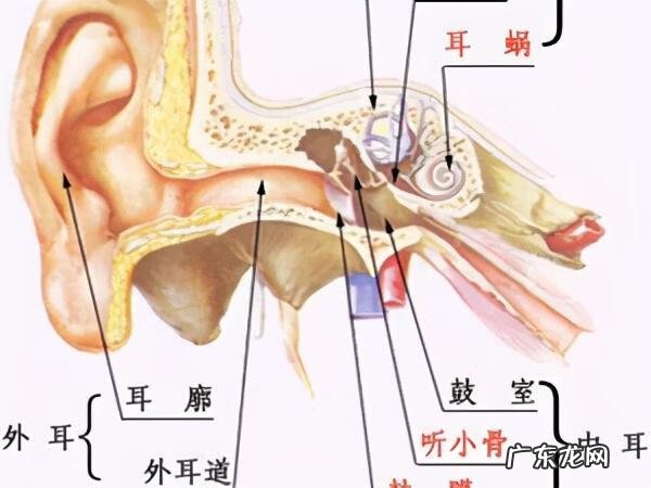 耳朵发炎该怎么办 耳朵发炎
