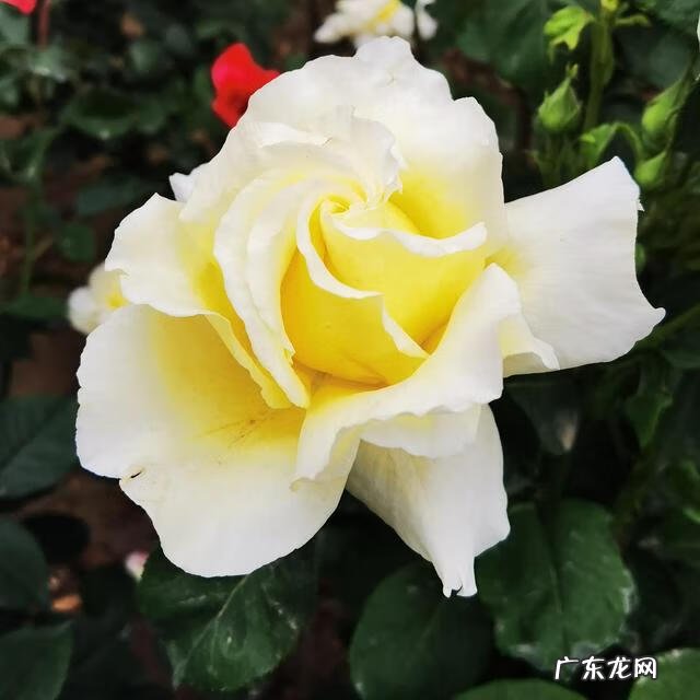 关于描写母亲的诗歌 关于母亲的诗歌有哪些