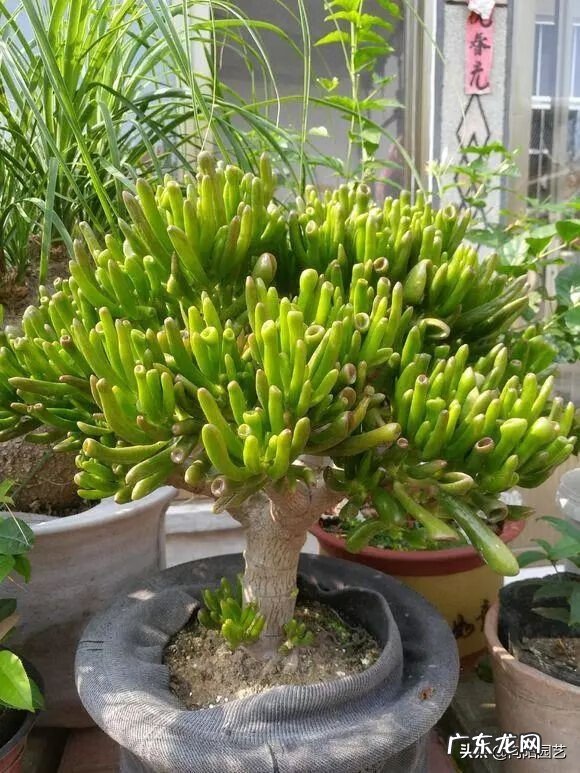 富贵子的风水作用 风水中的富贵水