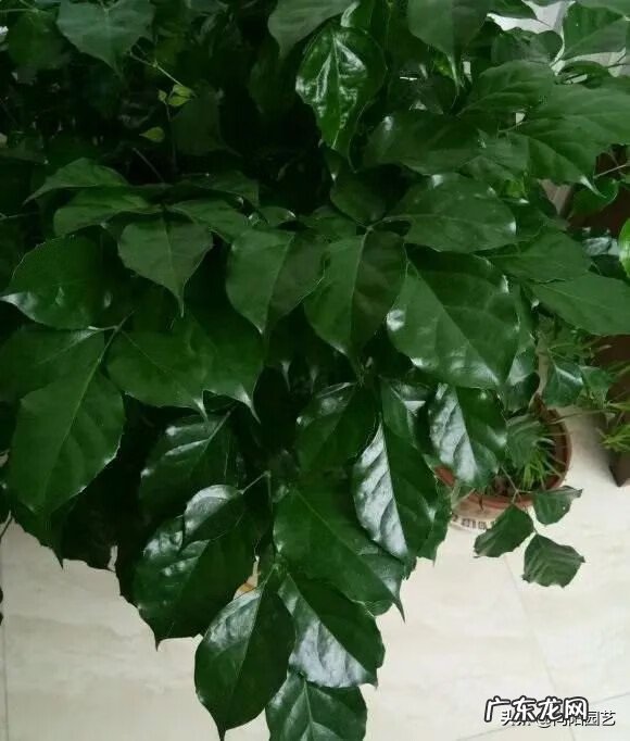 富贵子的风水作用 风水中的富贵水