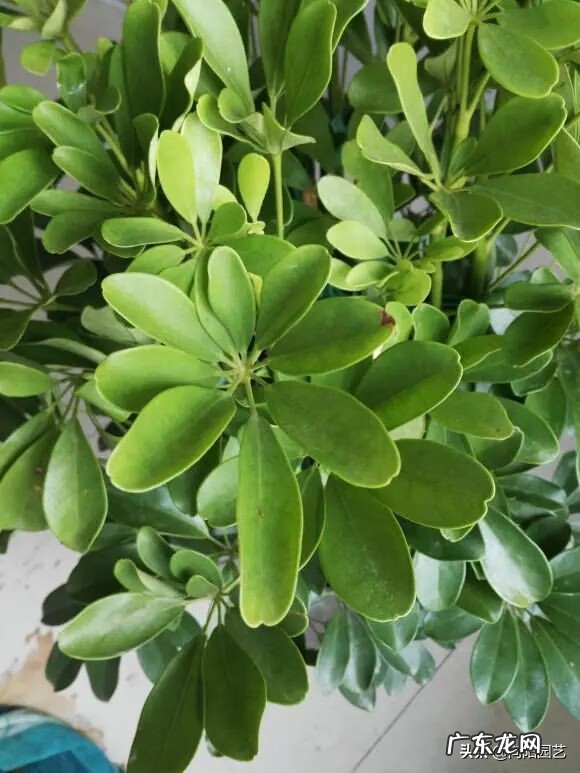 富贵子的风水作用 风水中的富贵水