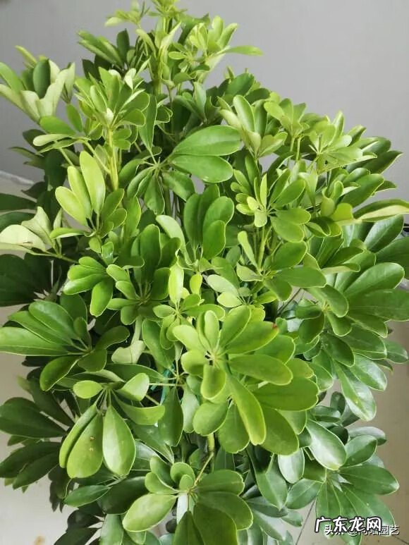 富贵子的风水作用 风水中的富贵水