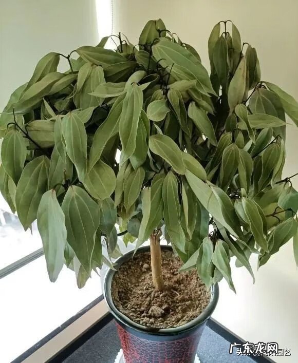 富贵子的风水作用 风水中的富贵水