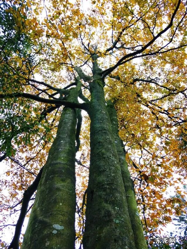 铜锣锅什么样才值钱 风水铜锣地出什么人