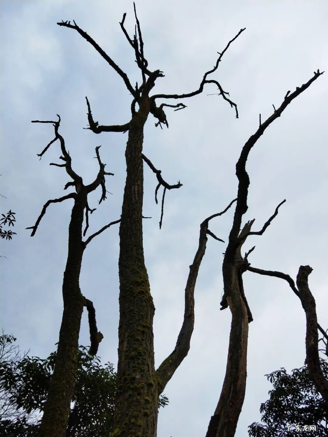 铜锣锅什么样才值钱 风水铜锣地出什么人