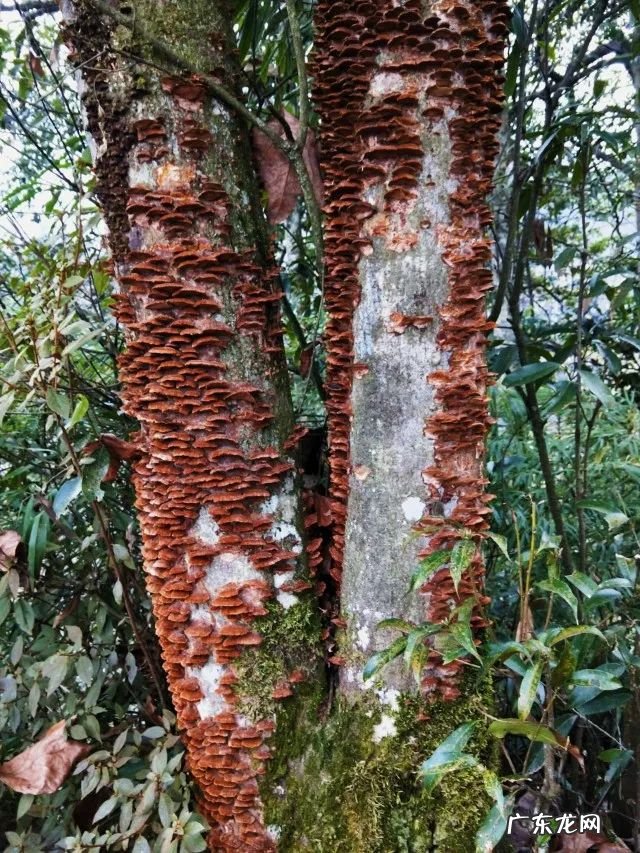 铜锣锅什么样才值钱 风水铜锣地出什么人