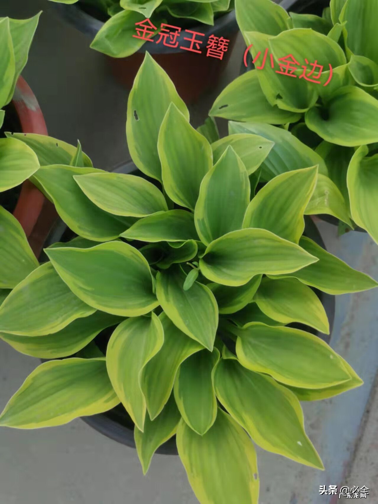 庭院绿化树种 别墅绿化苗木种类