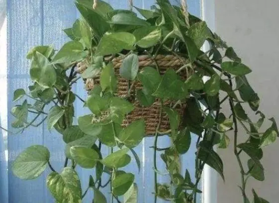 绿萝爬墙风水好不好 家里绿萝垂下来,为什么说风水不好?