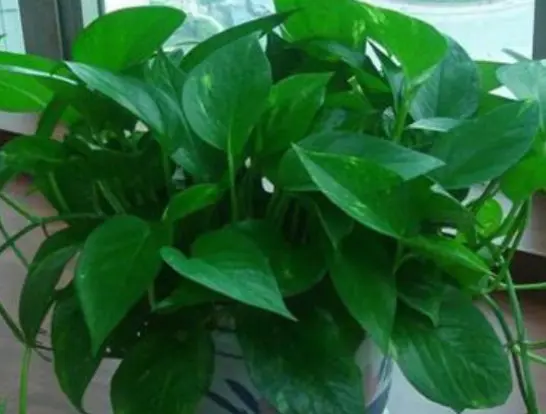 绿萝爬墙风水好不好 家里绿萝垂下来,为什么说风水不好?