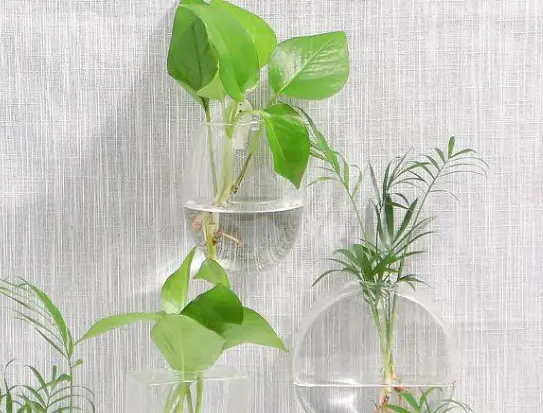 绿萝爬墙风水好不好 家里绿萝垂下来,为什么说风水不好?