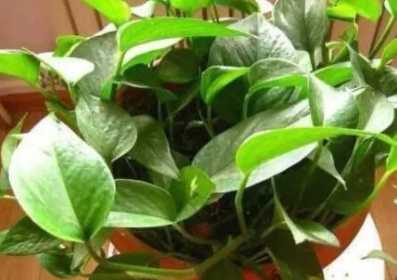 绿萝爬墙风水好不好 家里绿萝垂下来,为什么说风水不好?