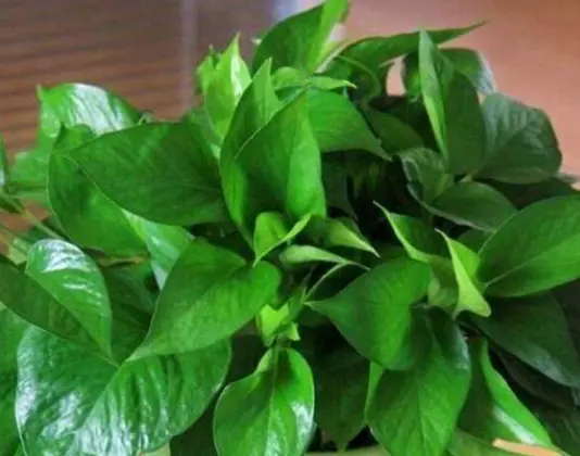 绿萝爬墙风水好不好 家里绿萝垂下来,为什么说风水不好?