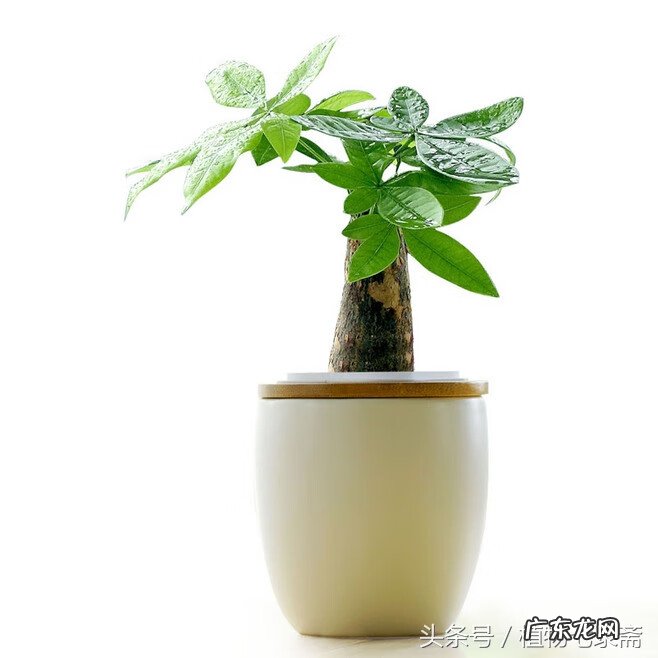 玄关绿植摆放风水 玄关放绿植的风水