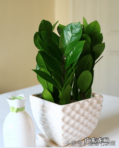 玄关绿植摆放风水 玄关放绿植的风水