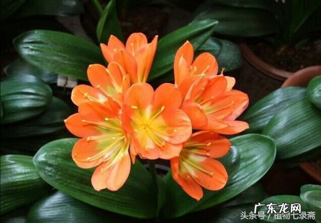 玄关绿植摆放风水 玄关放绿植的风水