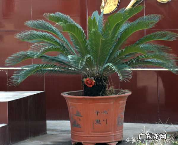 玄关绿植摆放风水 玄关放绿植的风水