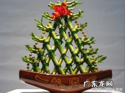 玄关绿植摆放风水 玄关放绿植的风水