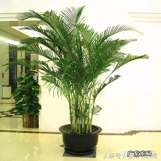 玄关绿植摆放风水 玄关放绿植的风水