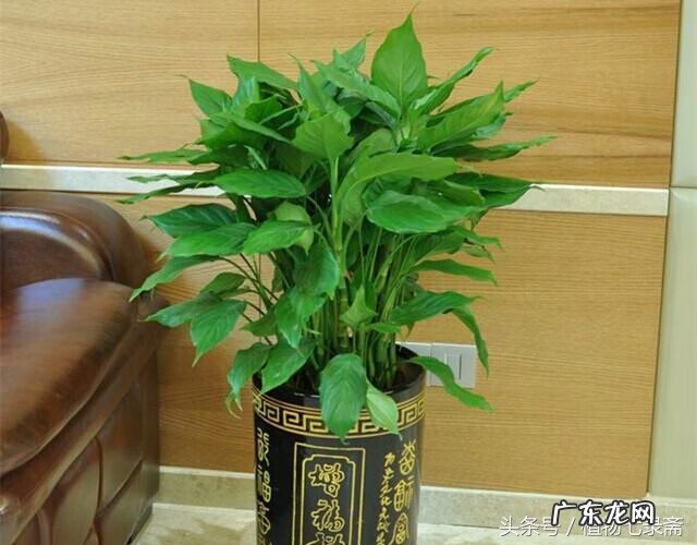 玄关绿植摆放风水 玄关放绿植的风水