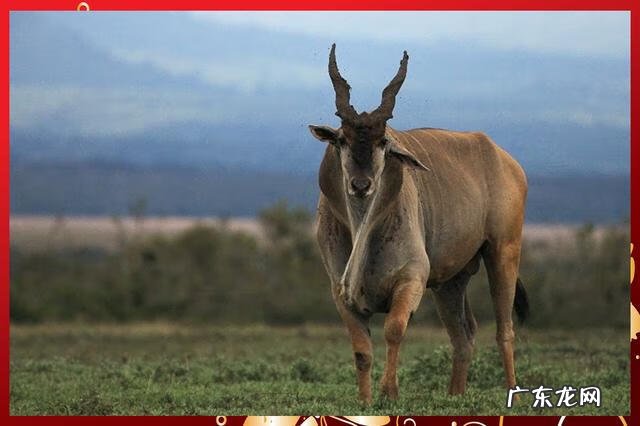 牛年大吉 羊年大吉zsz