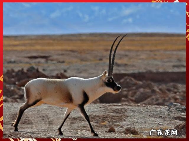 牛年大吉 羊年大吉zsz