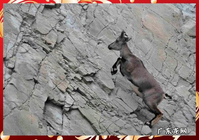 牛年大吉 羊年大吉zsz