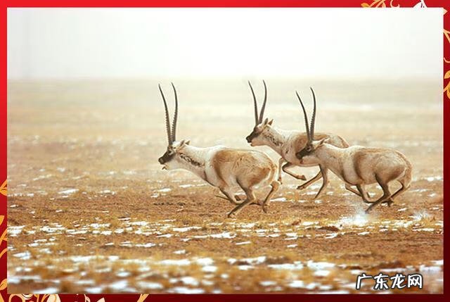 牛年大吉 羊年大吉zsz