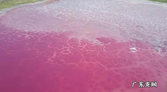 神奇宝贝国语全集免费观看 神奇宝贝国语版