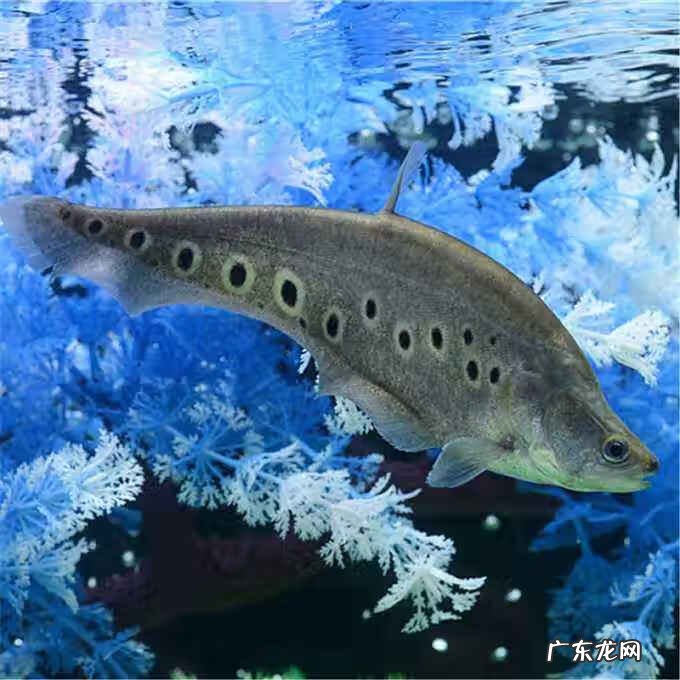 金色七星刀鱼吃什么 七星刀鱼吃什么长得快