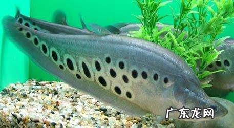 金色七星刀鱼吃什么 七星刀鱼吃什么长得快
