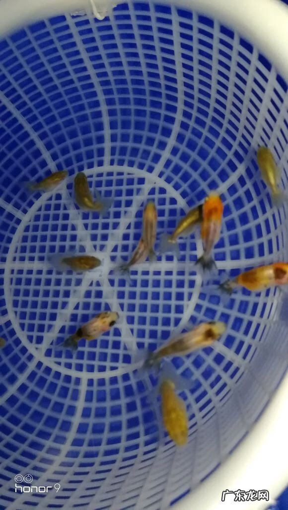 哪些鱼不算风水鱼 野鱼苗算不算风水鱼