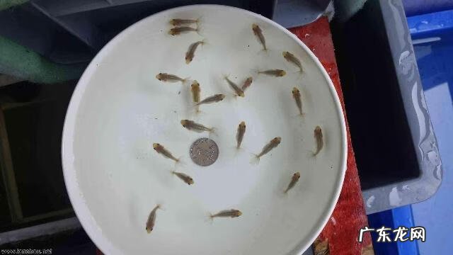 哪些鱼不算风水鱼 野鱼苗算不算风水鱼