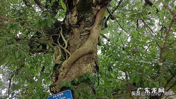 容县十大风水宝地 广西容县十大风水宝地
